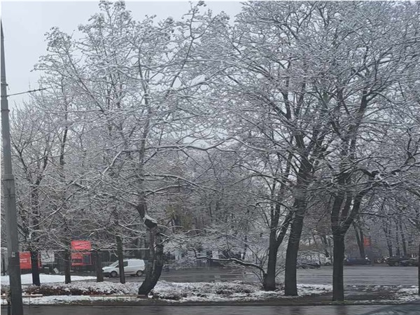 Pokryte śniegiem drzewa rosną wzdłuż miejskiej ulicy po zimowych opadach śniegu.
