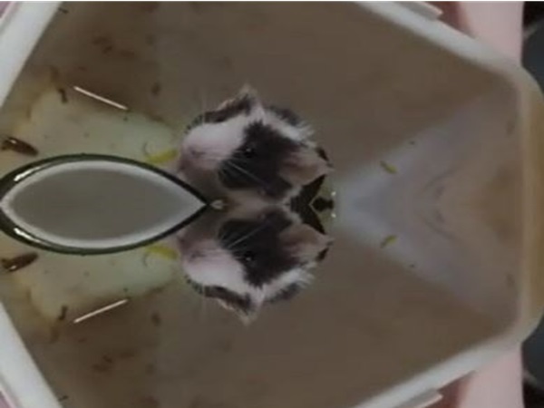 Dwa urocze chomiki stojące naprzeciw siebie w małym wybiegu.