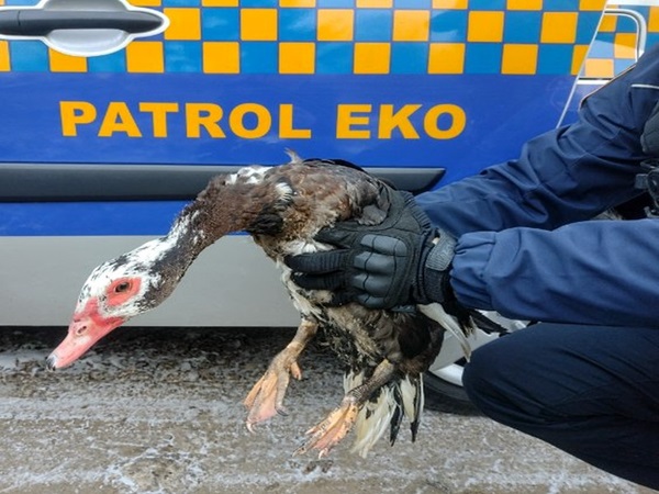 Policjant ratujący kaczkę piżmową z pobocza drogi.