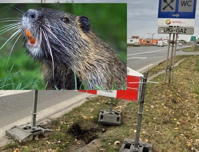 Gryzoń nutria w pobliżu budowy drogi, uszkodzona nawierzchnia