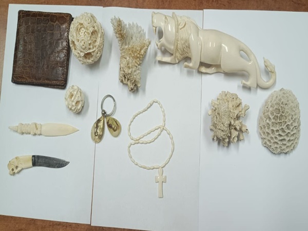Kolekcja rzeźbionych przedmiotów z kości słoniowej, w tym lwa, koralików i małych noży. Nielegalny handel dzikimi zwierzętami.