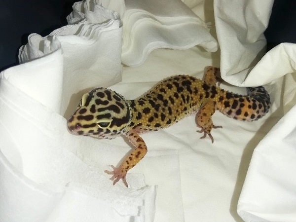 Gekon lamparci odpoczywający na białym materiale