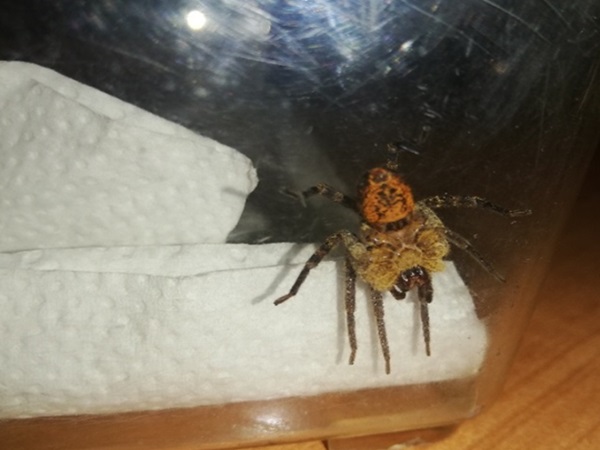 Zbliżenie na pająka myśliwskiego w terrarium