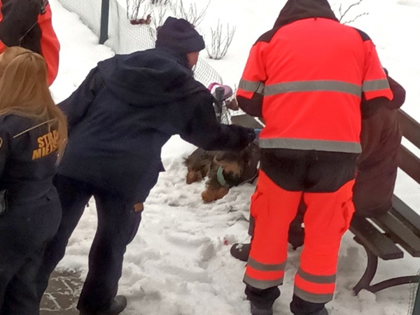 Ratownicy udzielają pomocy rannemu psu na śniegu.