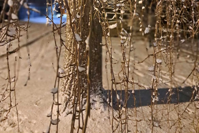 Pokryte śniegiem gałęzie i pień drzewa zimą.