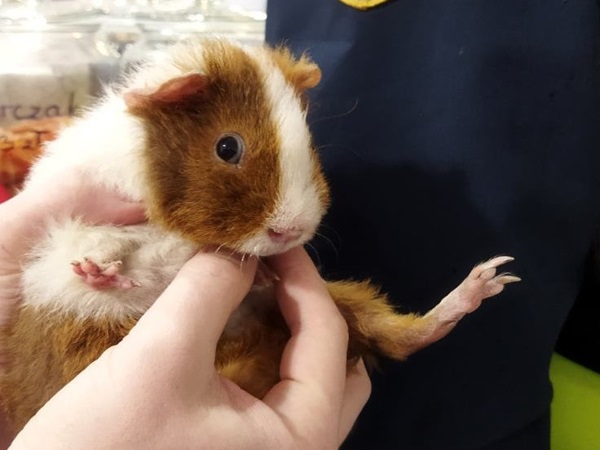 Urocza mała świnka morska, brązowo-biała, trzymana delikatnie na rękach.