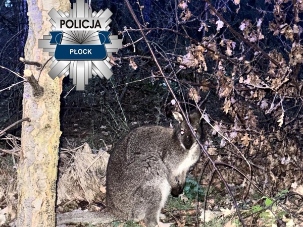 Wallaby zauważony w Płocku, Polska. Policja prowadzi dochodzenie.