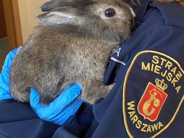 Funkcjonariusz Straży Miejskiej w Warszawie trzyma uratowanego brązowego królika
