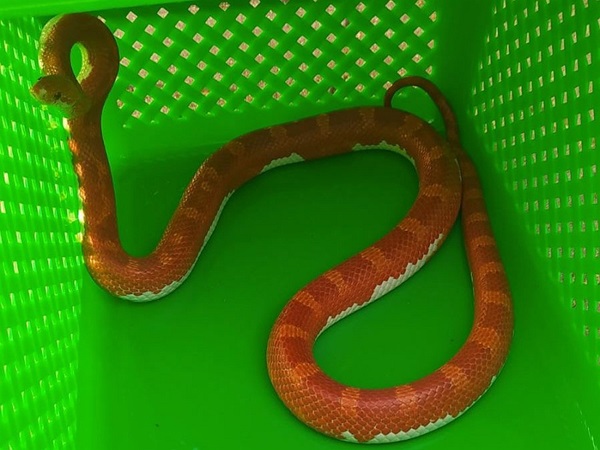 Pomarańczowy wąż kukurydziany w zielonym plastikowym pojemniku