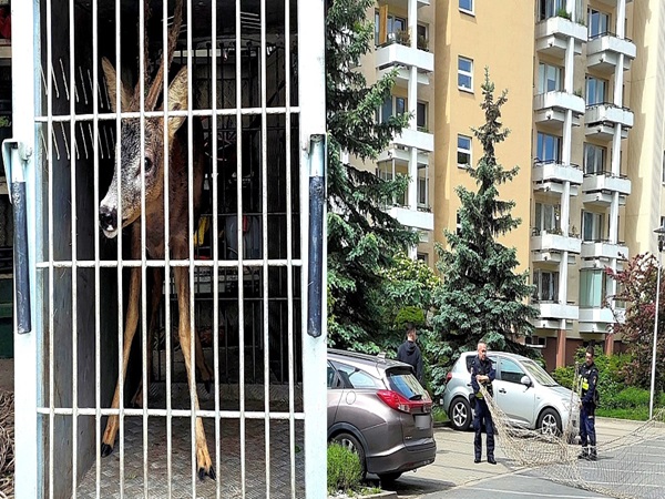 Sarna w klatce, ratowana przez strażników przyrody.