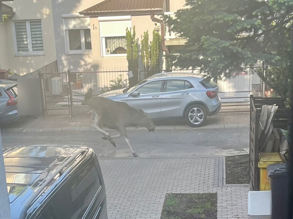 Łoś biegnący przez podmiejską dzielnicę