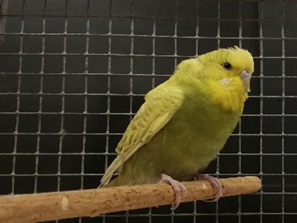 Żółta papuga falista siedząca na drewnianej grzędzie w drucianej klatce.
