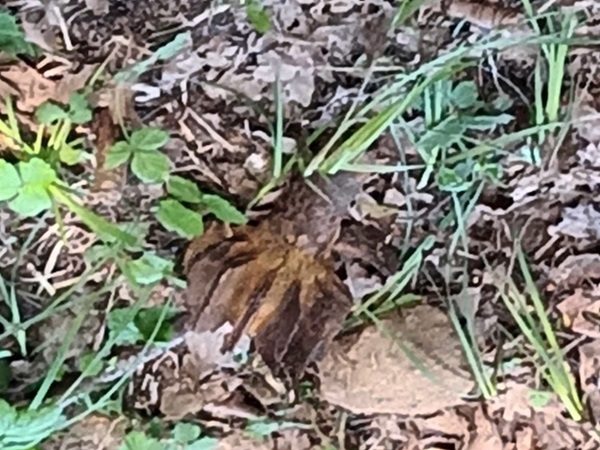 Zakamuflowany żółw pudełkowy ukryty w ściółce liściowej.