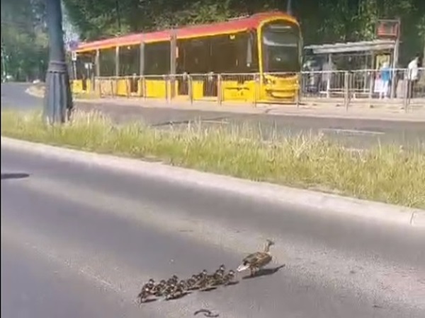 Kaczuszki przechodzące przez ulicę z mamą kaczką, w tle tramwaj