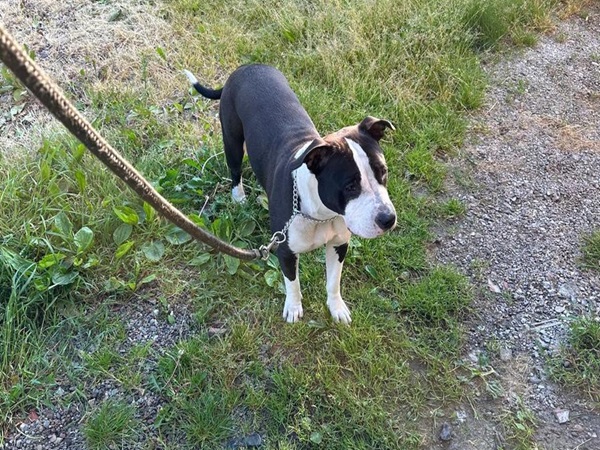 Czarno-biały Staffordshire Bull Terrier na smyczy na zewnątrz