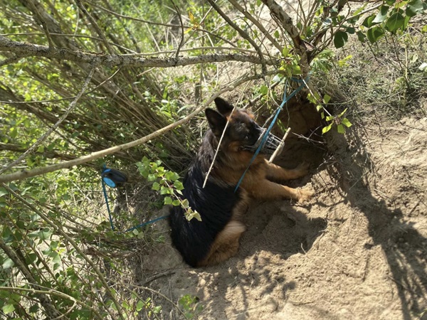 Owczarek niemiecki w kagańcu, przywiązany w pobliżu nory.
