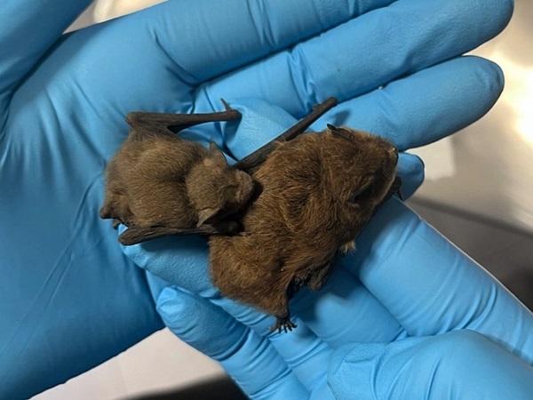 Dwa młode brązowe nietoperze przytulone w rękawiczkach.