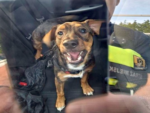 Szczęśliwy pies w foteliku samochodowym, ubrany w uprząż