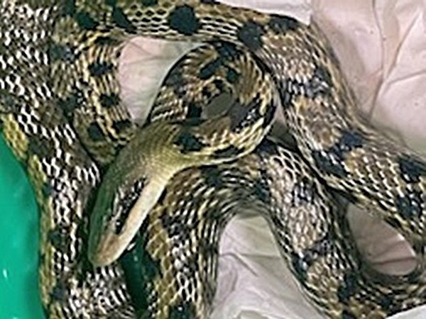 Zbliżenie na pręgowanego węża kukri