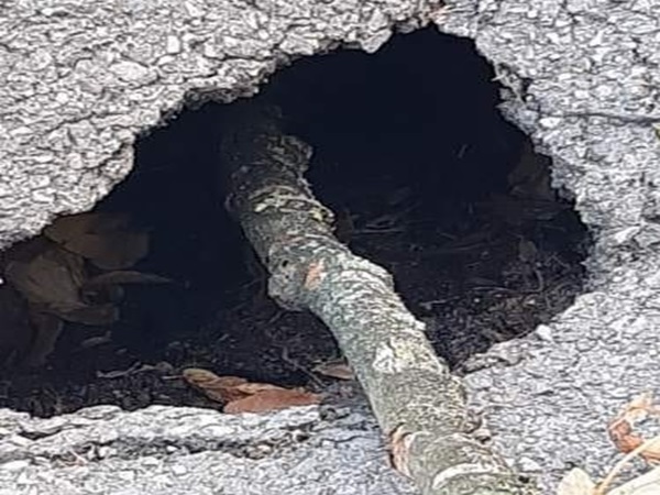 Pies ukryty w dziupli drzewa z gałęzią