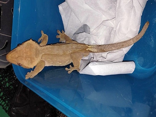 Ranny gekon grzebieniasty odpoczywa na papierowym ręczniku w niebieskim pojemniku.