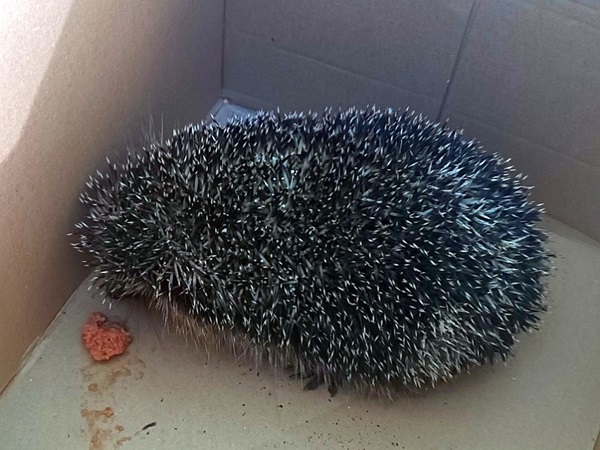 Ranny jeż w tekturowym pudełku, otrzymujący pomoc.