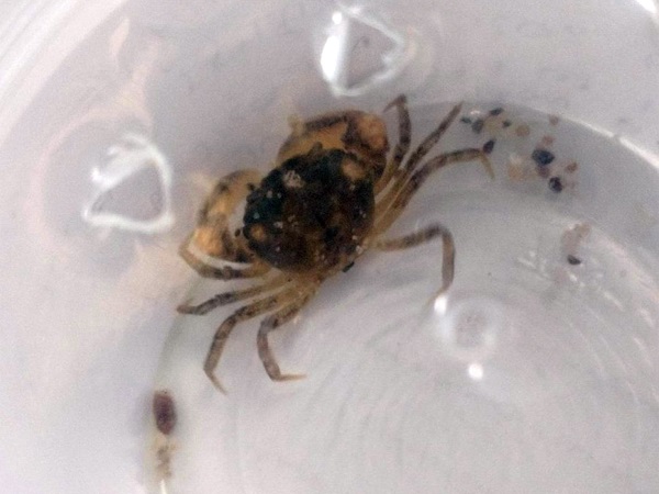 Mały brązowy krab w przezroczystym pojemniku