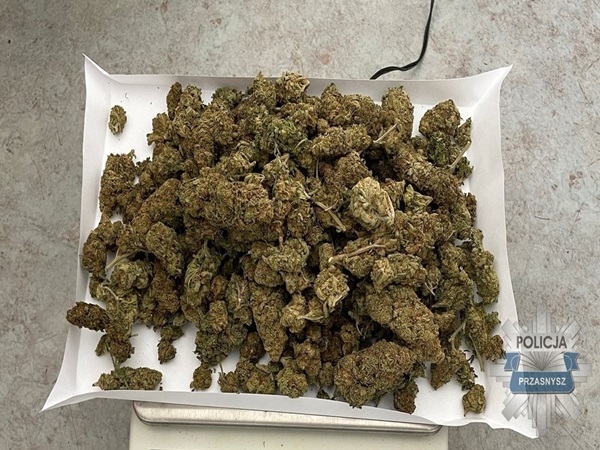 Duża ilość pąków marihuany na skalę; Policja Przasnysz
