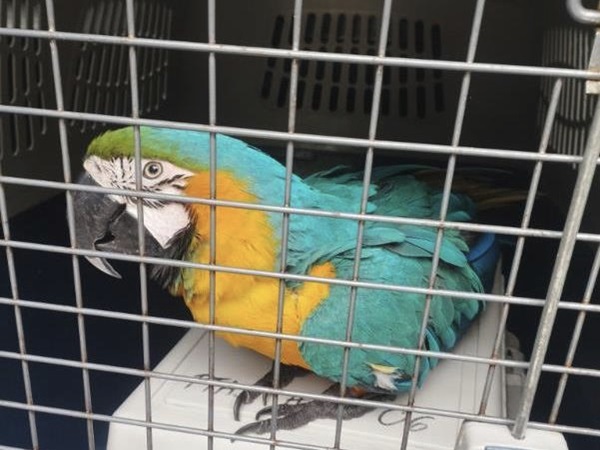 Błękitno-złota ara w klatce transportowej