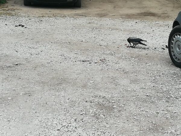 Wrona siwa żerująca na żwirowym parkingu w pobliżu zaparkowanych samochodów.