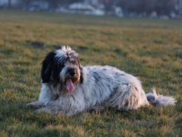 Puszysty polski owczarek nizinny leży na trawiastym polu.