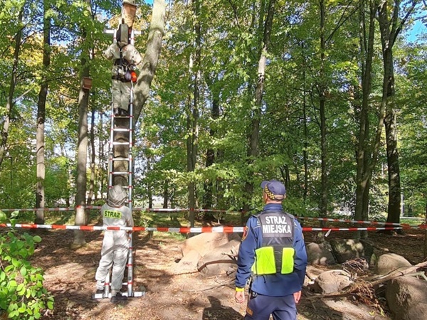 Ratownicy miejscy zdejmują ul z drzewa za pomocą drabiny.