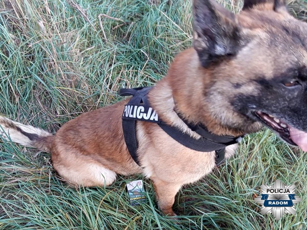 Pies policyjny rasy belgijski malinois w uprzęży z napisem „POLICJA RADOM” w wysokiej trawie.