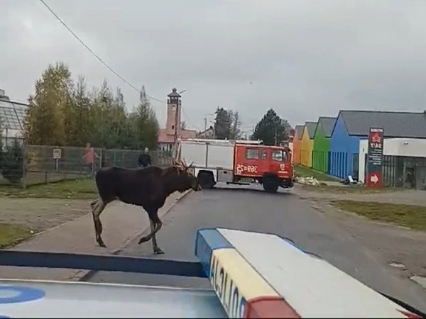 Łoś przechodzący przez drogę w pobliżu wozu strażackiego i kolorowych budynków
