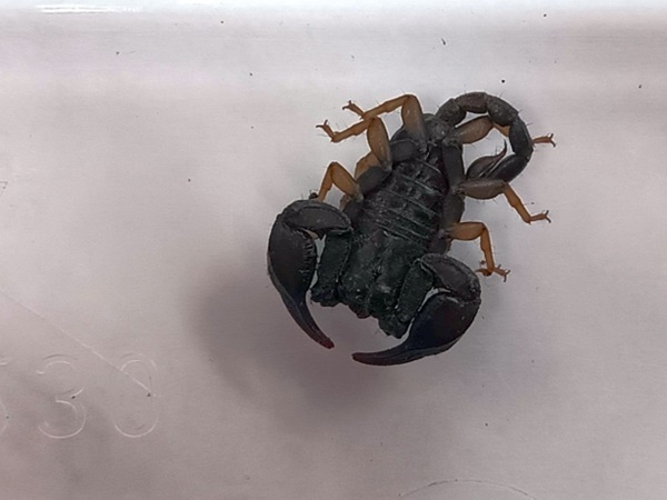 Czarny skorpion na białym tle