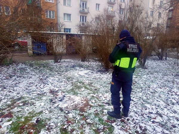 Straż miejska zimą, badająca miejsce zdarzenia.