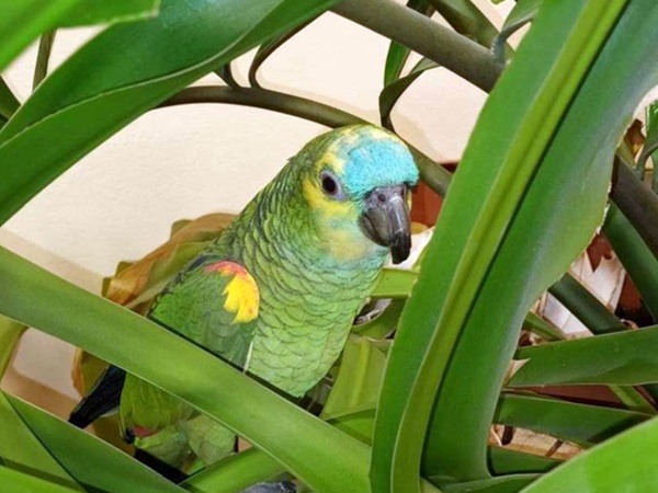 Żywa, niebieskogłowa papuga konura, gnieżdżąca się wśród bujnej zieleni liści.