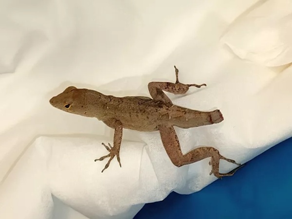 Jaszczurka anolis brązowa na białym papierze