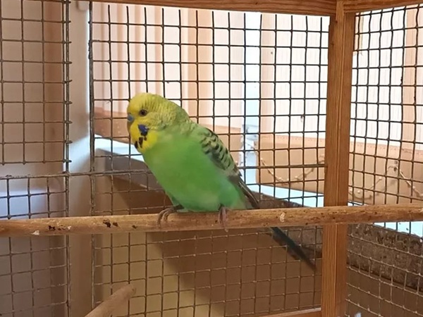 Zielona papuga falista siedząca na gałęzi w swojej klatce.