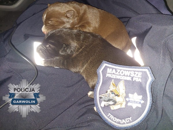 Dwa nowonarodzone szczeniaki przytulone do munduru policjanta. Widoczna naszywka policji Garwolin.