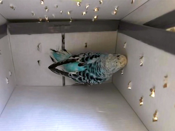 Niebieska papuga falista w tekturowym pudełku z małymi otworami