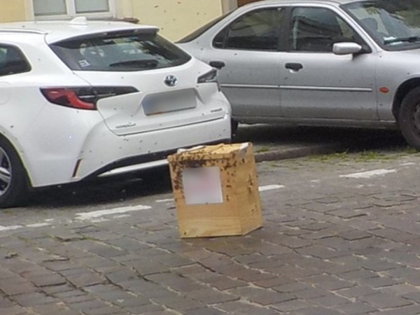 Rój pszczół w pobliżu samochodu i drewnianej skrzynki.