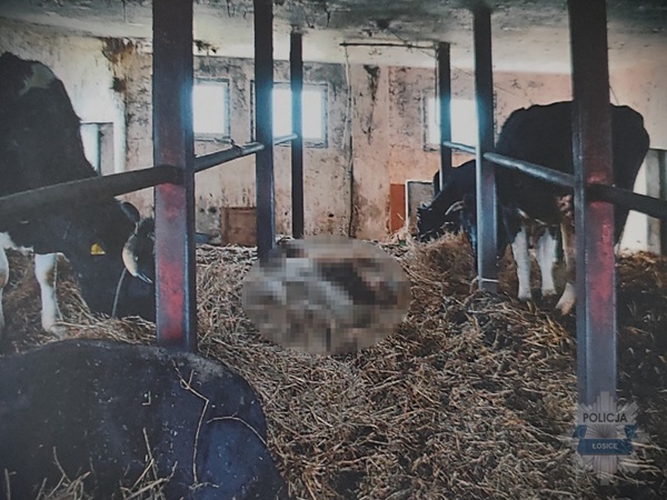 Krowy w oborze z sianem, trwają dochodzenia.