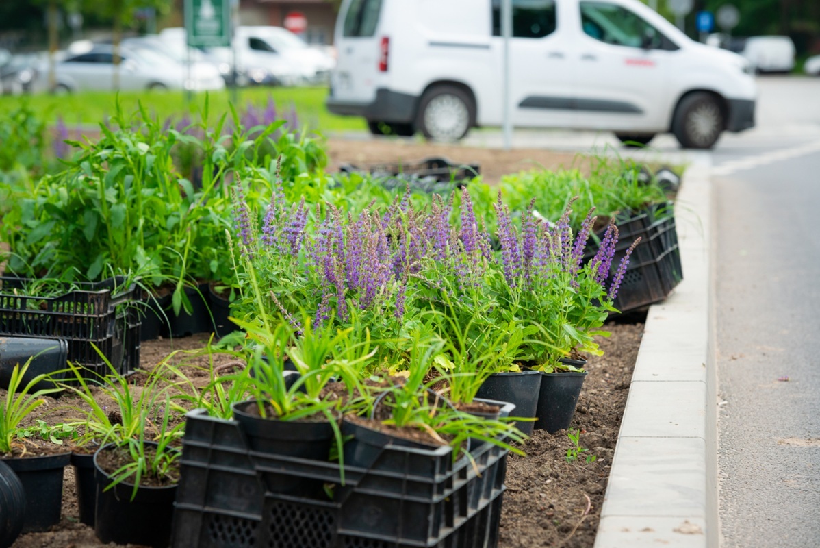 Nowo posadzone kwiaty i zieleń na Ordona