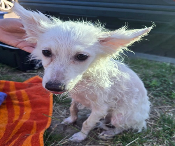 Pies, który był uwięziony w samochodzie, fot. policja, mat. pras.
