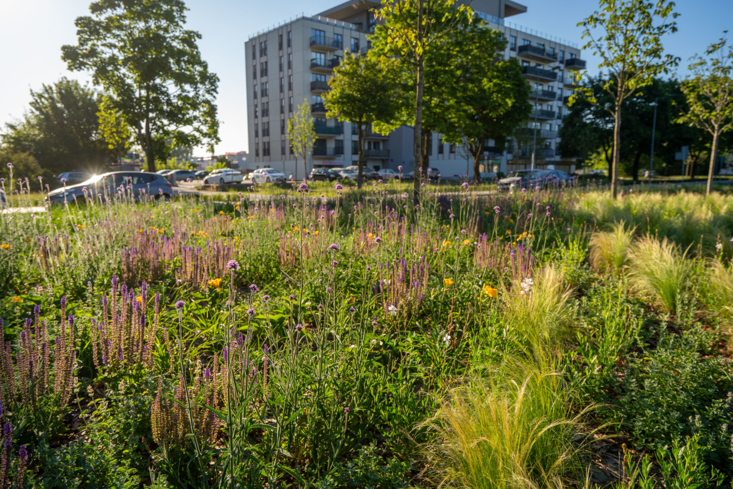 zazielenianie Ordona fot ZDM 1 mat pras.