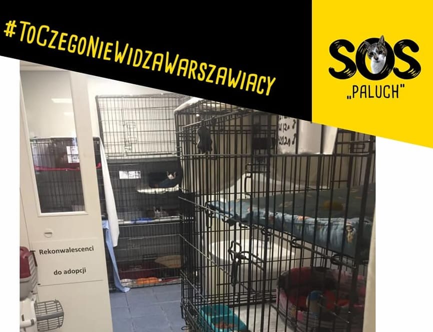 Koty w klatkach w schronisku dla zwierząt SOS Paluch czekają na adopcję. #ToCzegonieWidzaWarszawicy