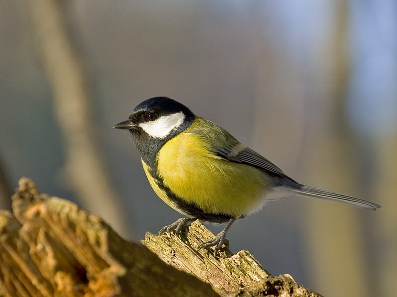 Sikora bogatka (Parus major) siedząca na kłodzie