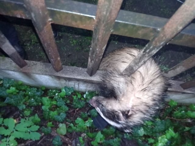 Mokry borsuk pod zardzewiałym metalowym płotem