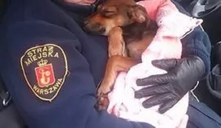 Funkcjonariusz Straży Miejskiej Warszawy kołysze uratowanego szczeniaka